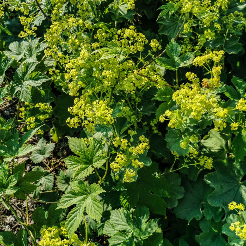 Poimulehti - Alchemilla vulgaris