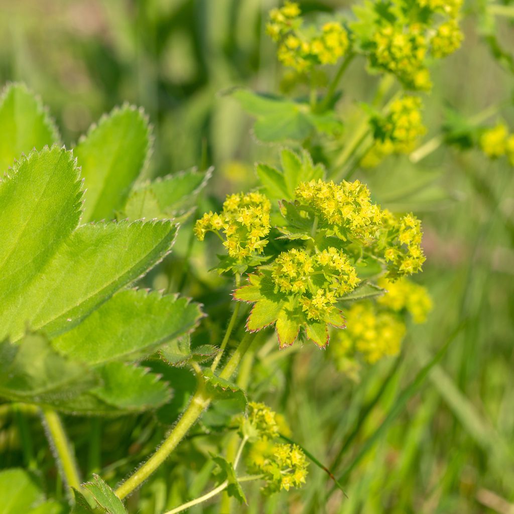 Poimulehti - Alchemilla vulgaris