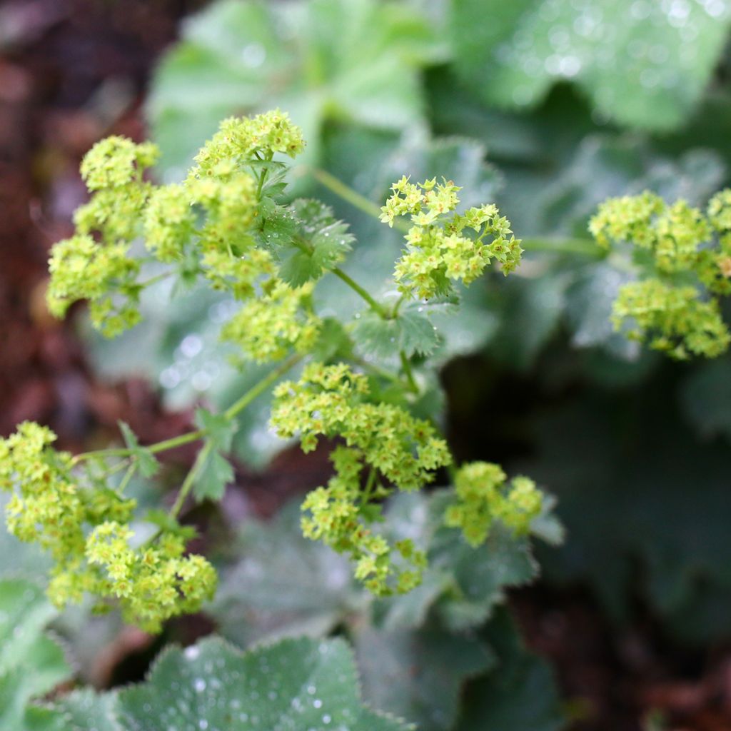 Poimulehti - Alchemilla vulgaris