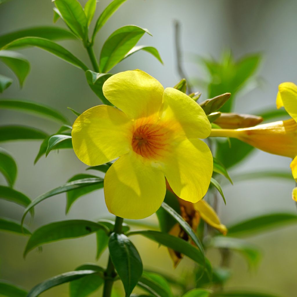 Köynnöskustaankukka - Allamanda cathartica