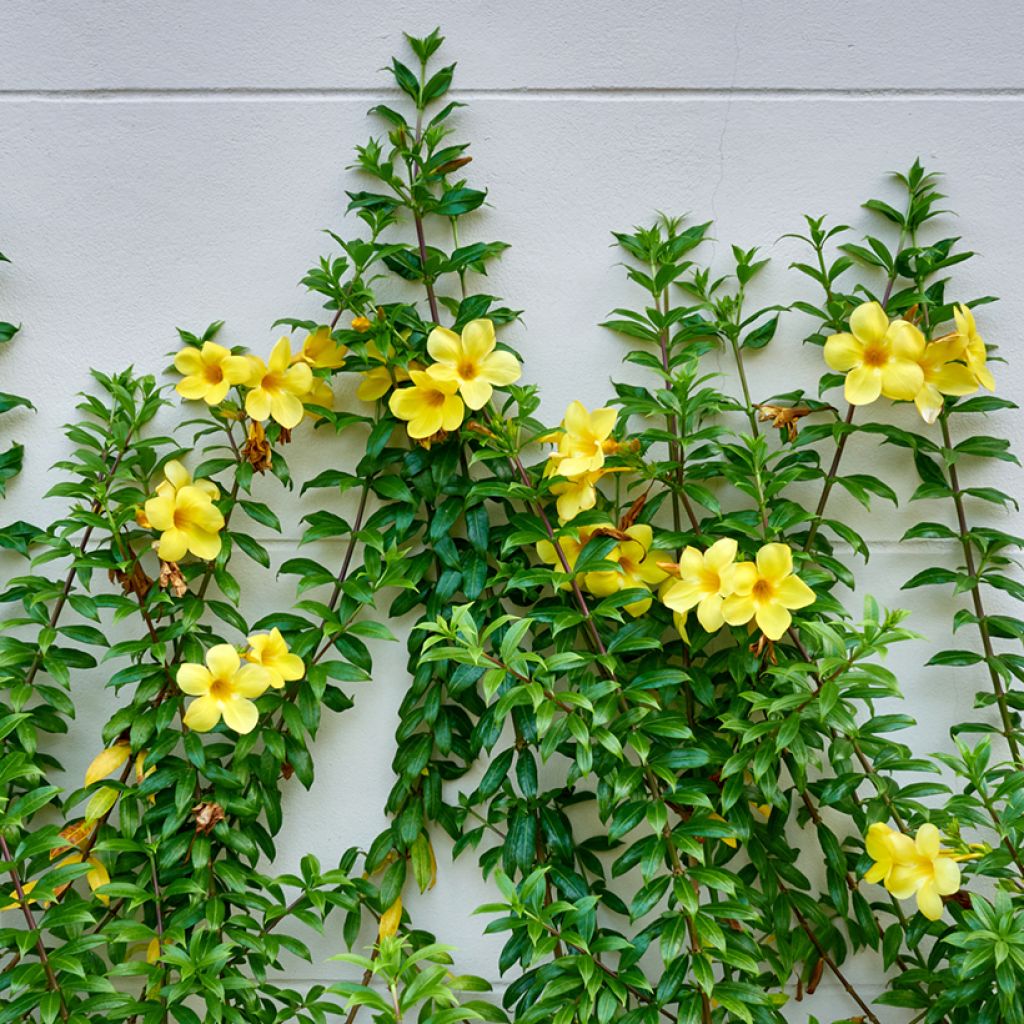 Köynnöskustaankukka - Allamanda cathartica