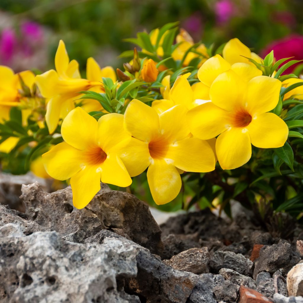Köynnöskustaankukka - Allamanda cathartica
