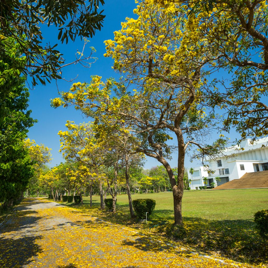 Köynnöskustaankukka - Allamanda cathartica