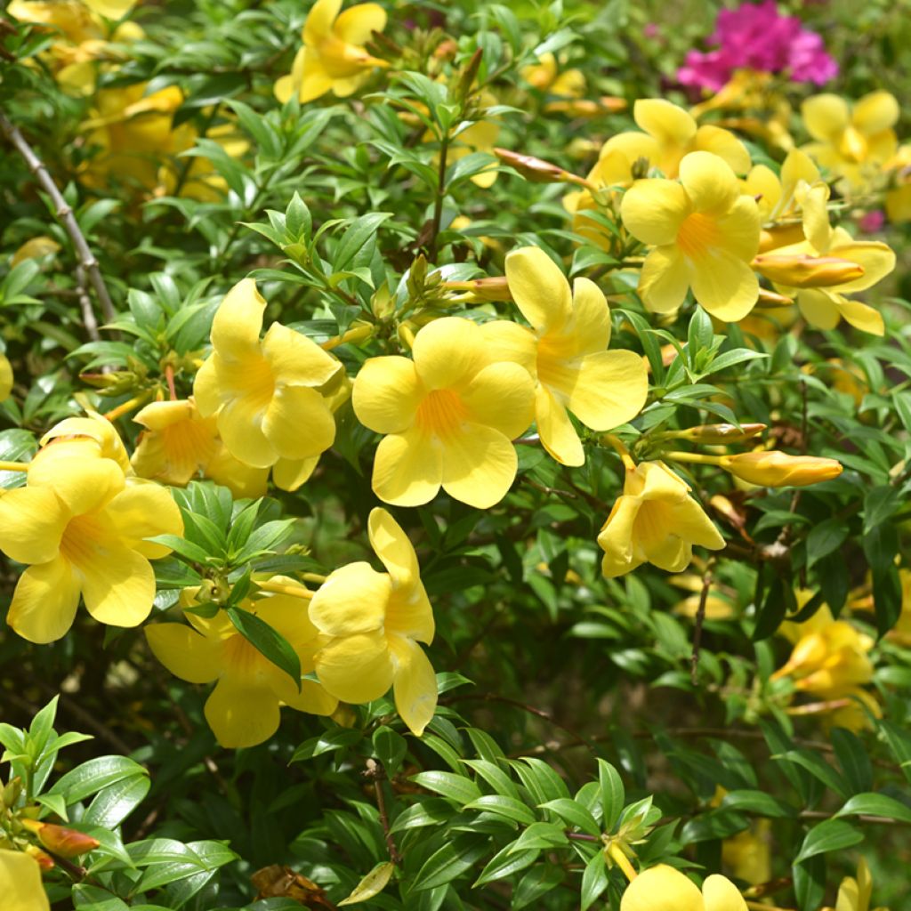 Köynnöskustaankukka - Allamanda cathartica