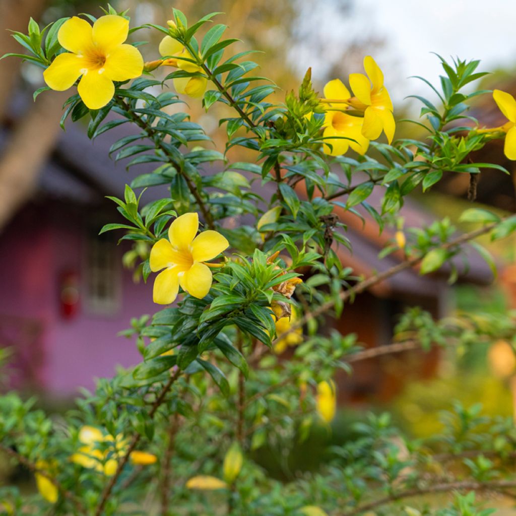 Köynnöskustaankukka - Allamanda cathartica