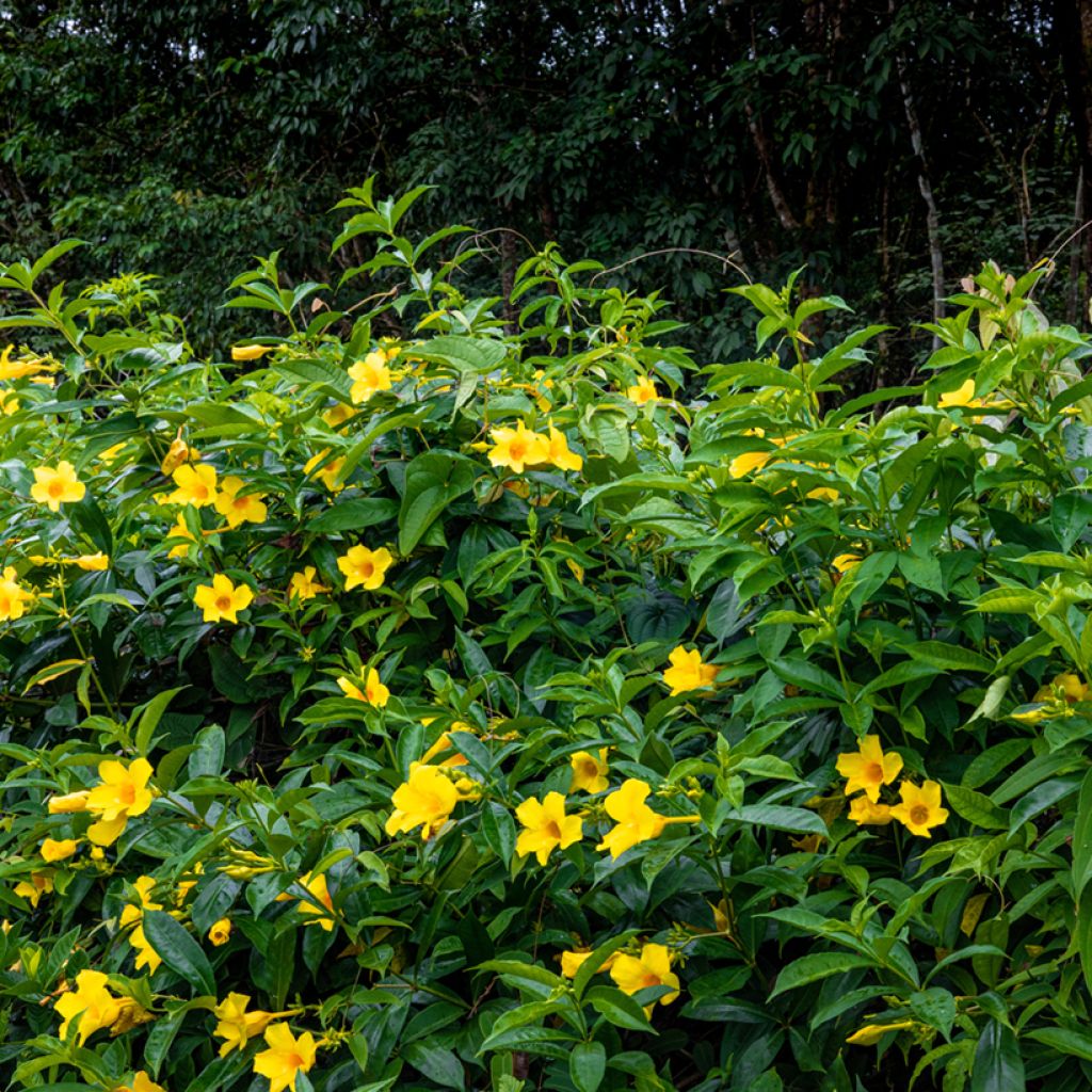 Köynnöskustaankukka - Allamanda cathartica