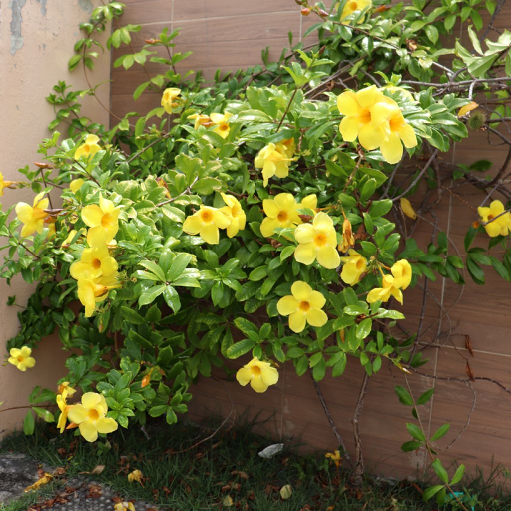 Köynnöskustaankukka - Allamanda cathartica