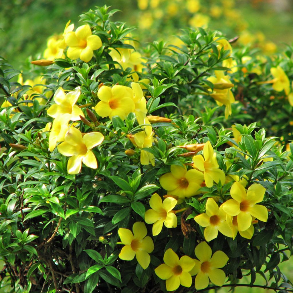 Köynnöskustaankukka - Allamanda cathartica