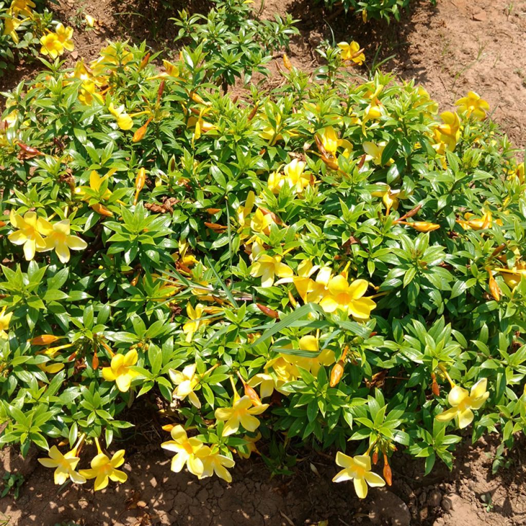 Köynnöskustaankukka - Allamanda cathartica