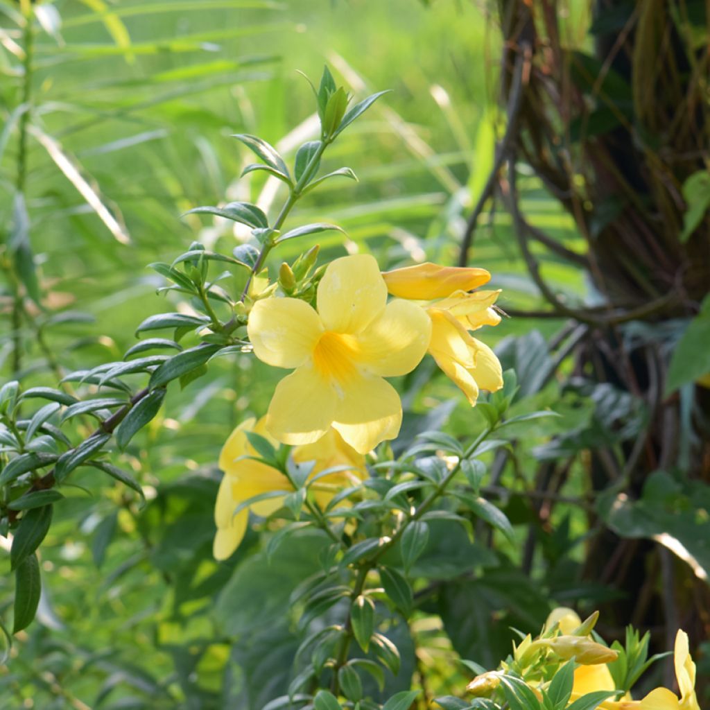 Köynnöskustaankukka - Allamanda cathartica