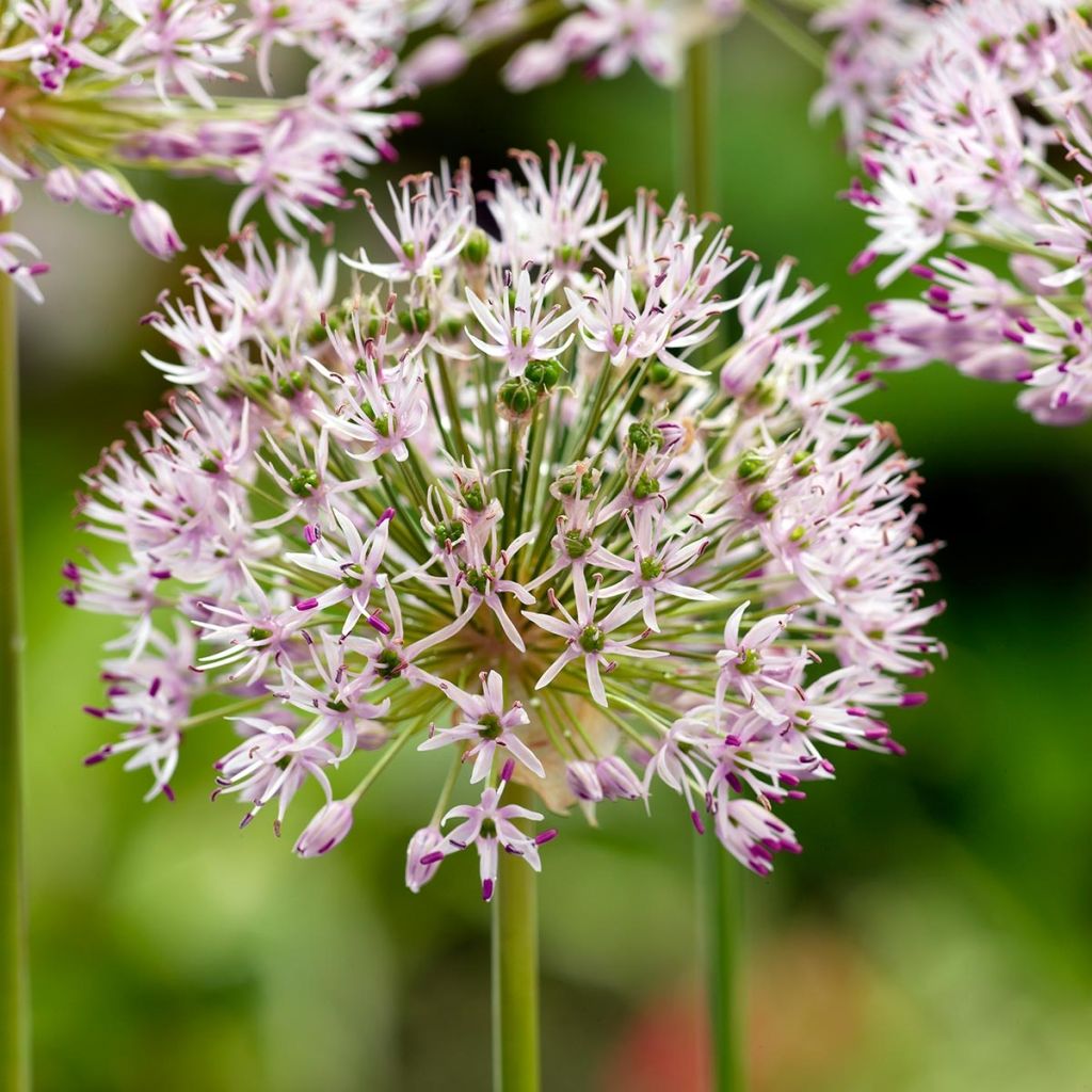 Kesäpurjo - Allium ampeloprasum