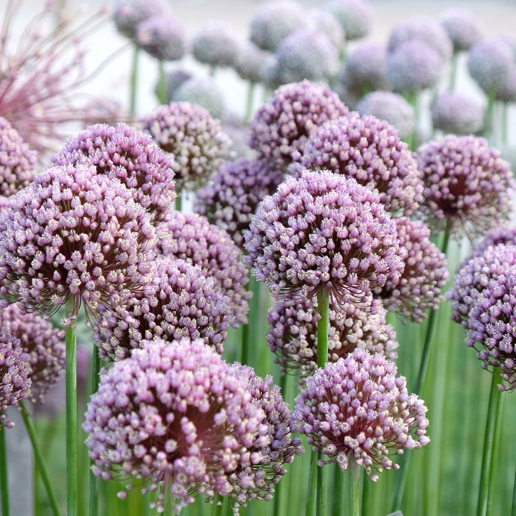 Kesäpurjo - Allium ampeloprasum