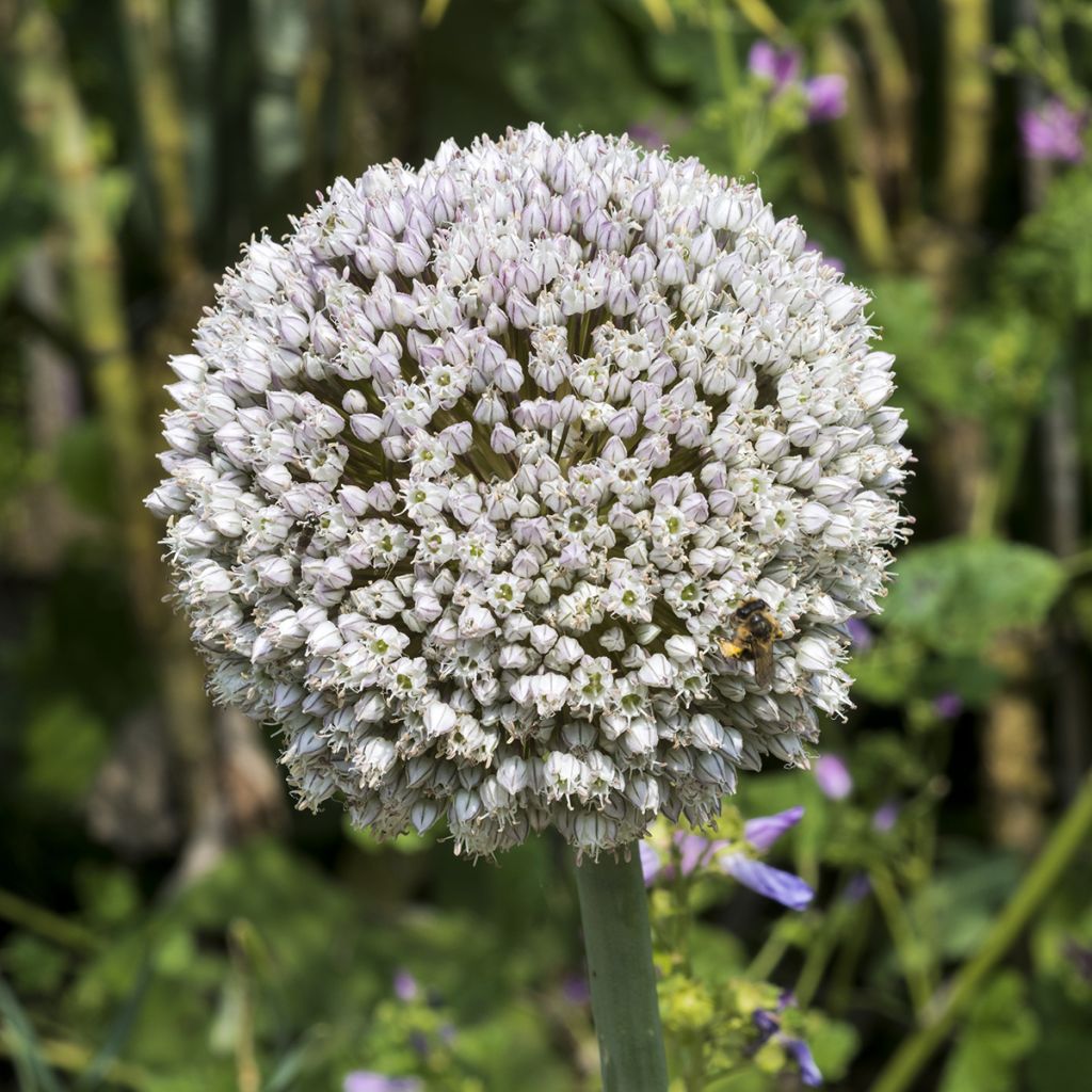 Kesäpurjo - Allium ampeloprasum