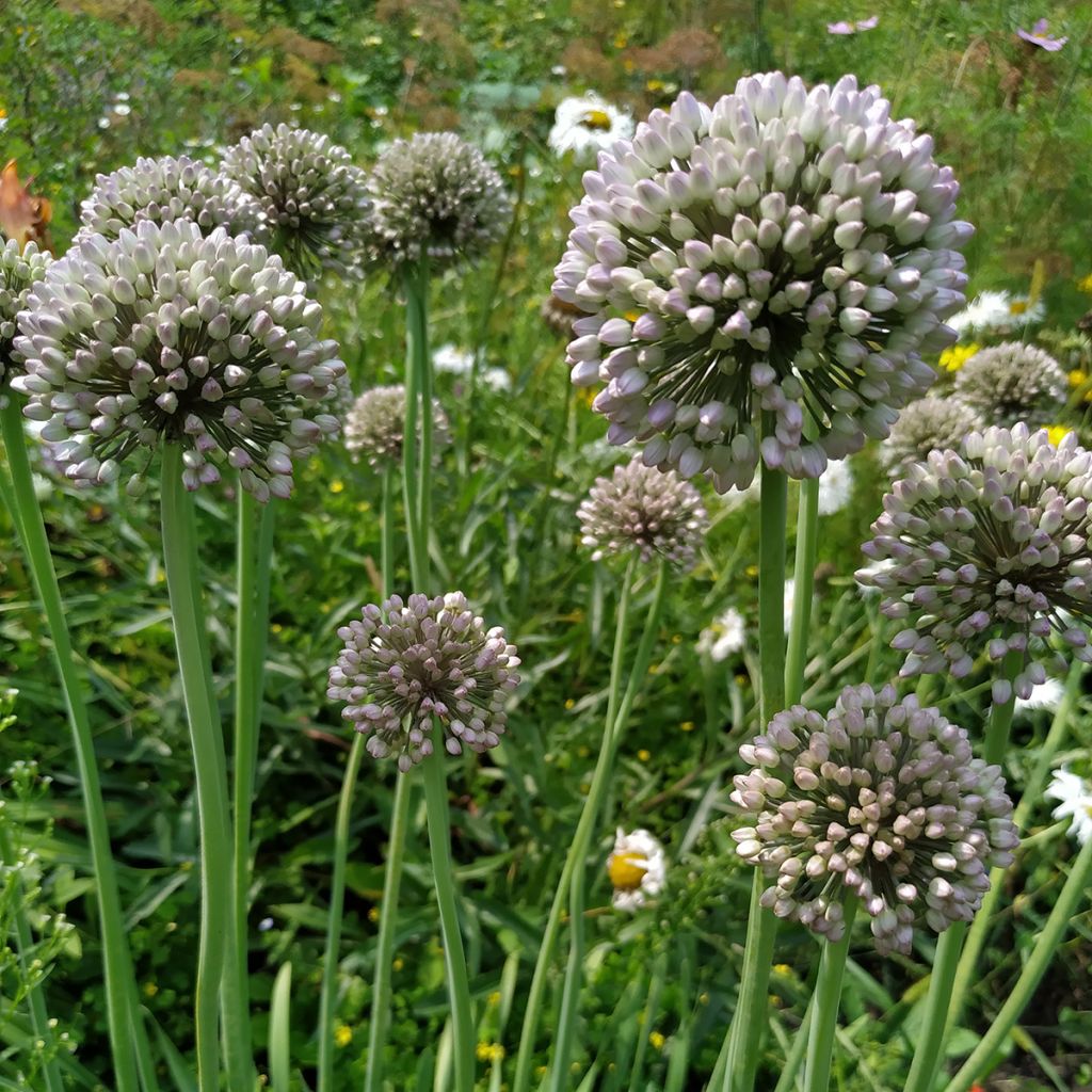 Kesäpurjo - Allium ampeloprasum