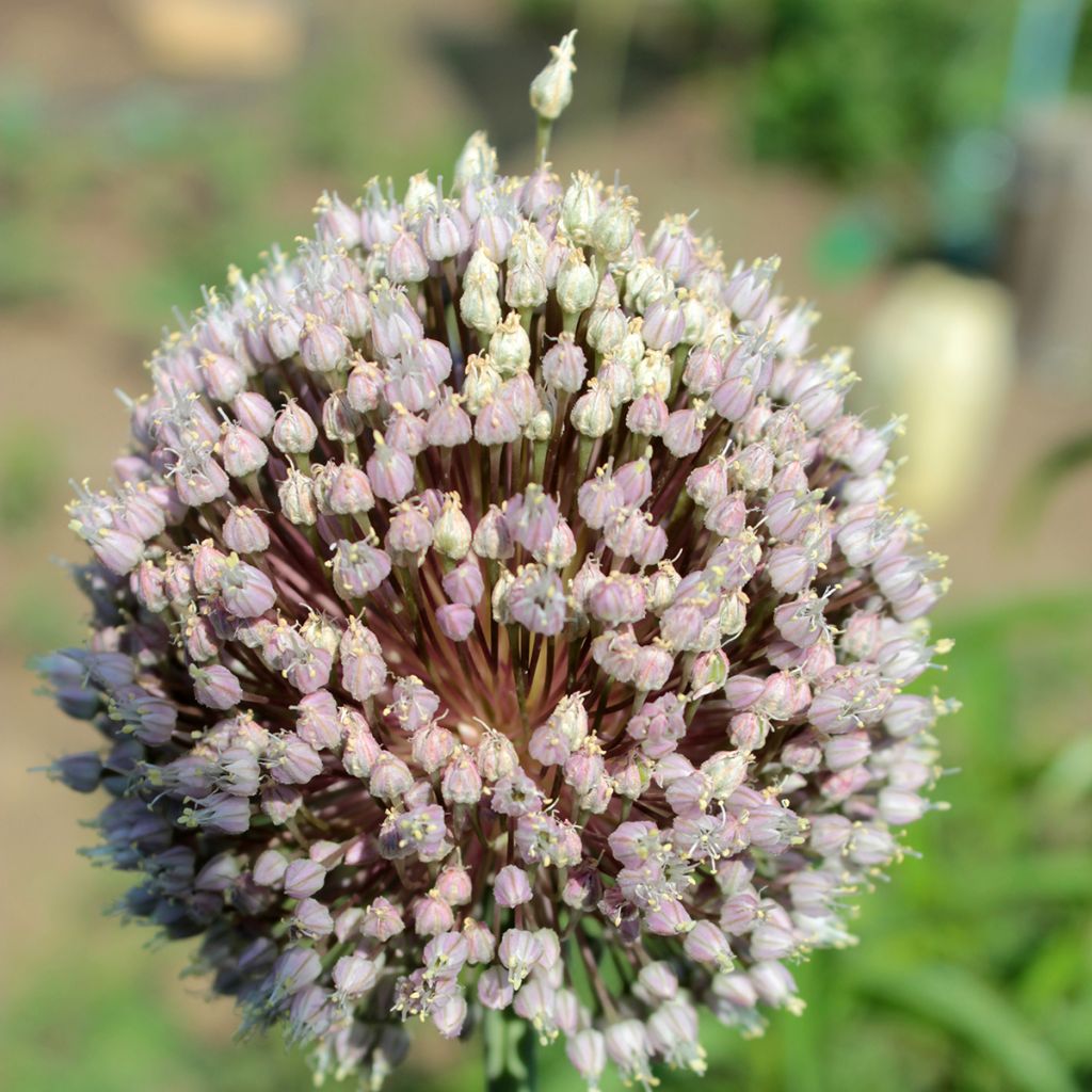 Kesäpurjo - Allium ampeloprasum