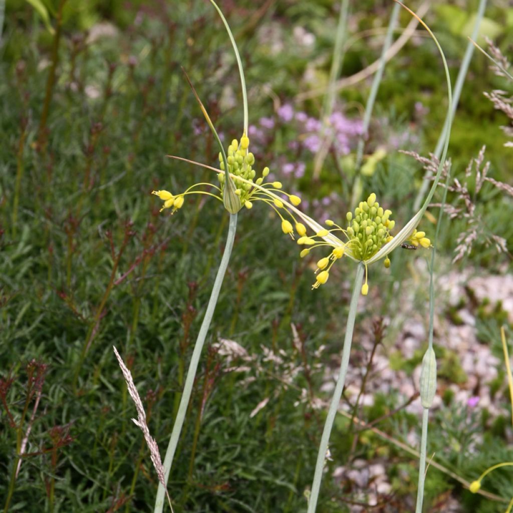 Rikkilaukka - Allium flavum subsp. flavum