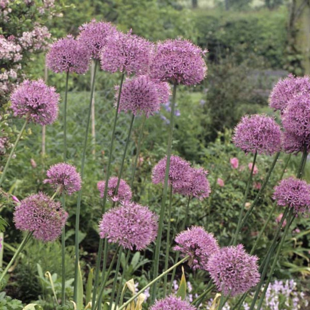 Jättilaukka - Allium giganteum