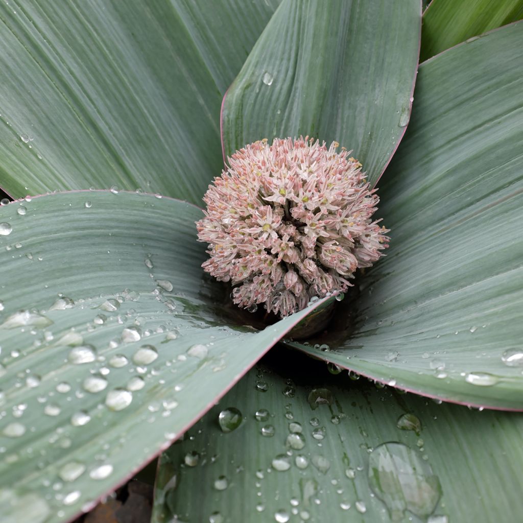 Pallolaukka - Allium karataviense
