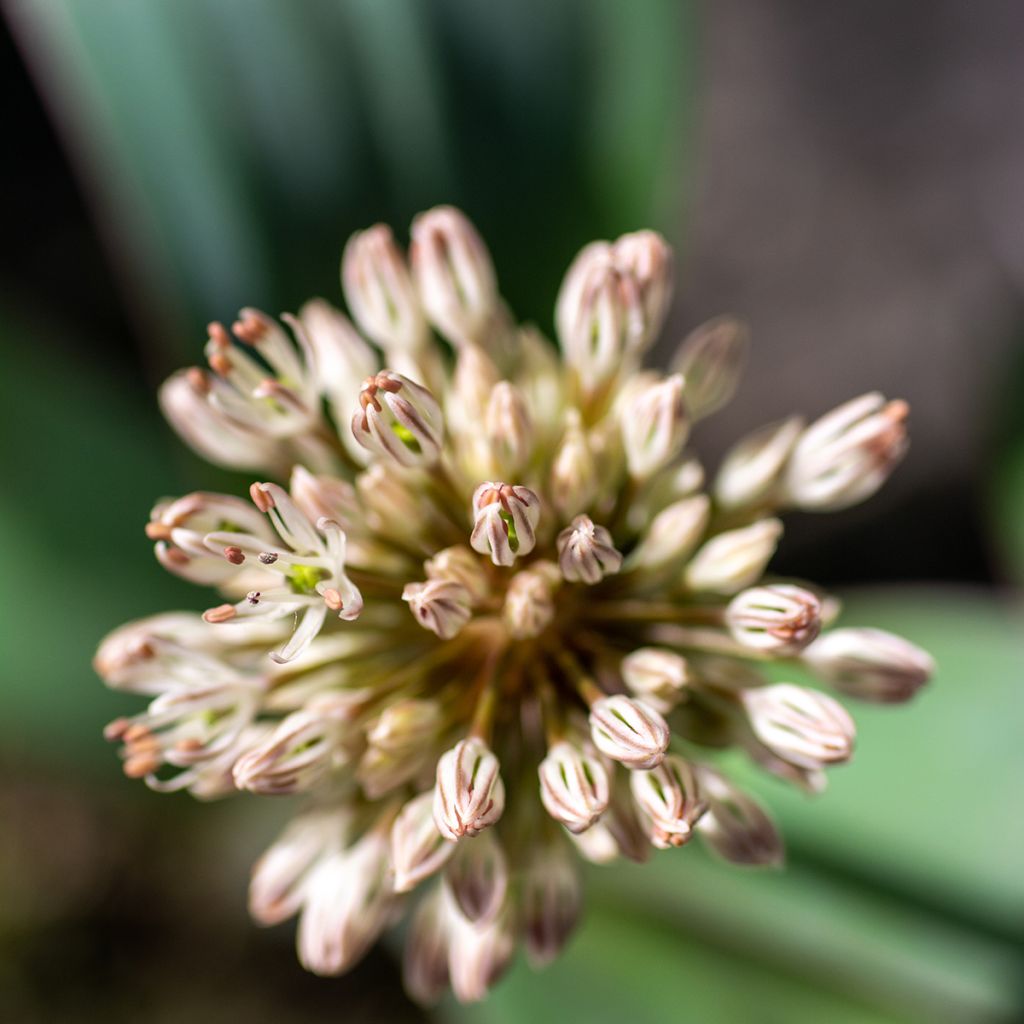 Pallolaukka - Allium karataviense