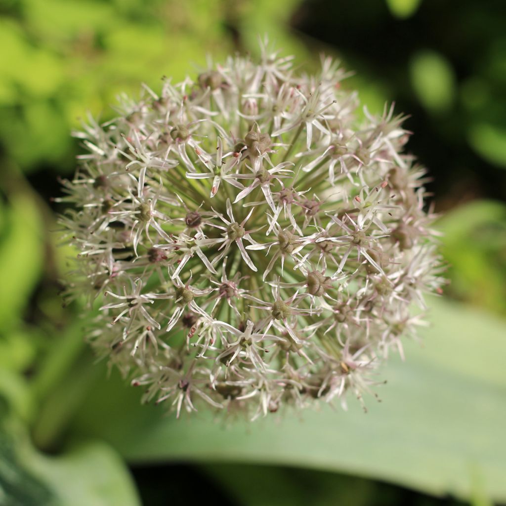 Pallolaukka - Allium karataviense