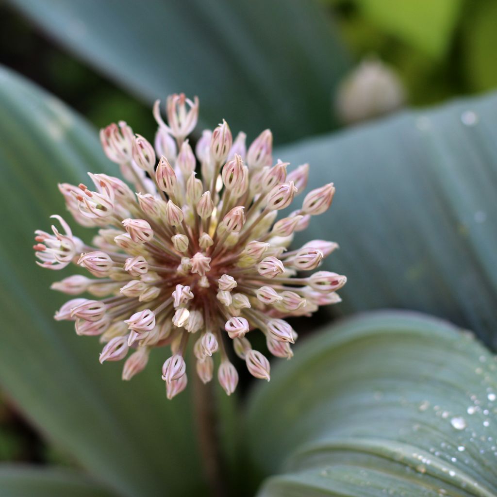 Pallolaukka - Allium karataviense