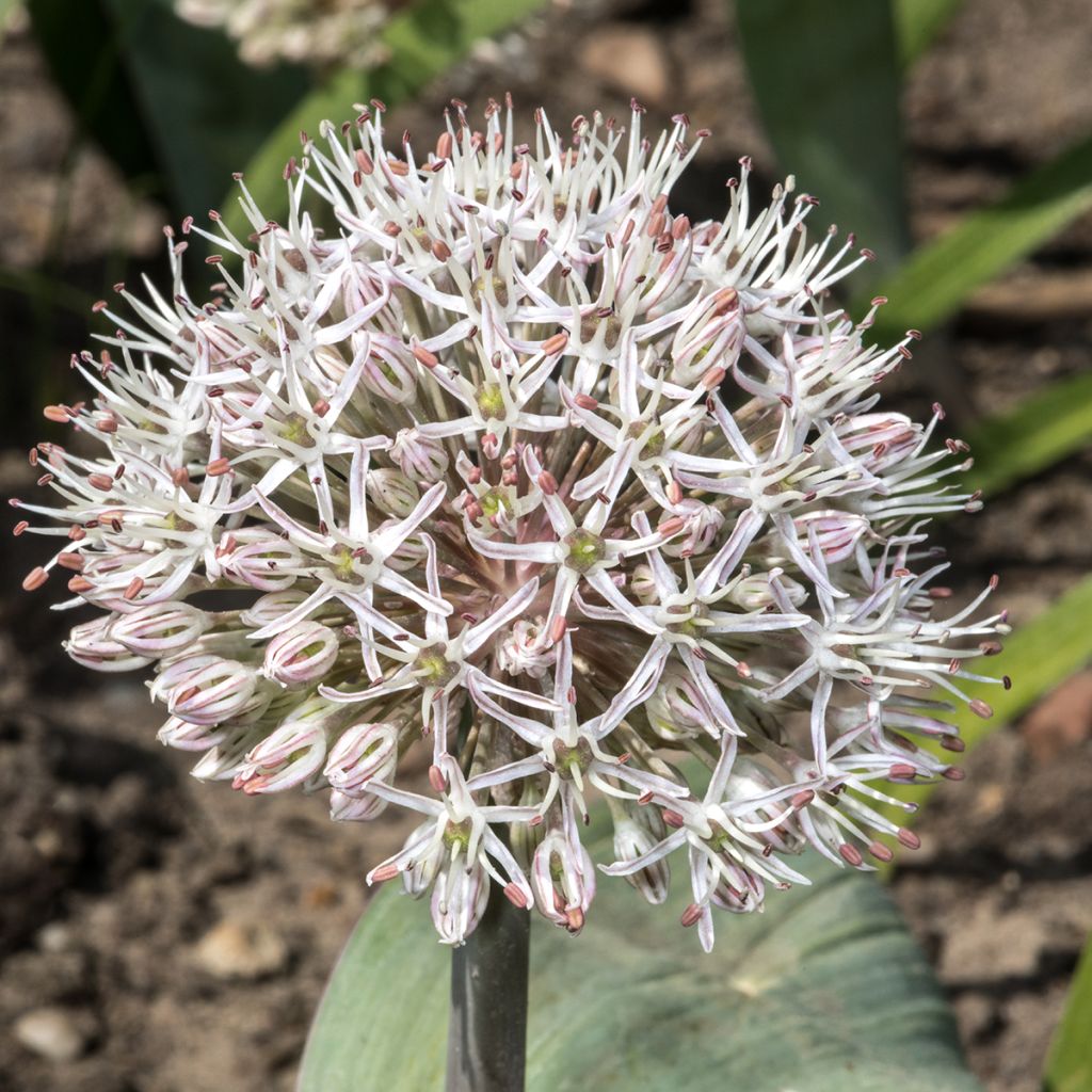 Pallolaukka - Allium karataviense