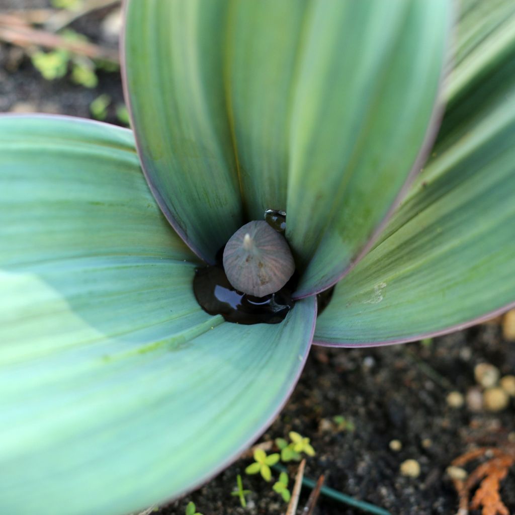 Pallolaukka - Allium karataviense