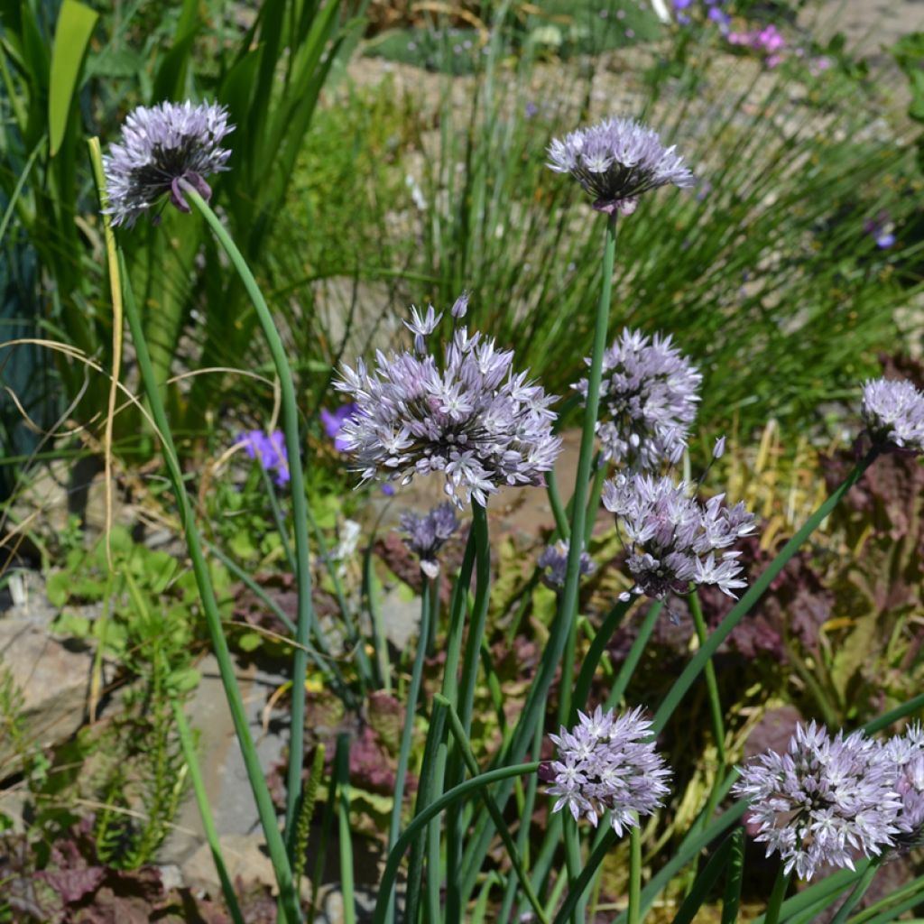 Laukka - Allium ledebourianum