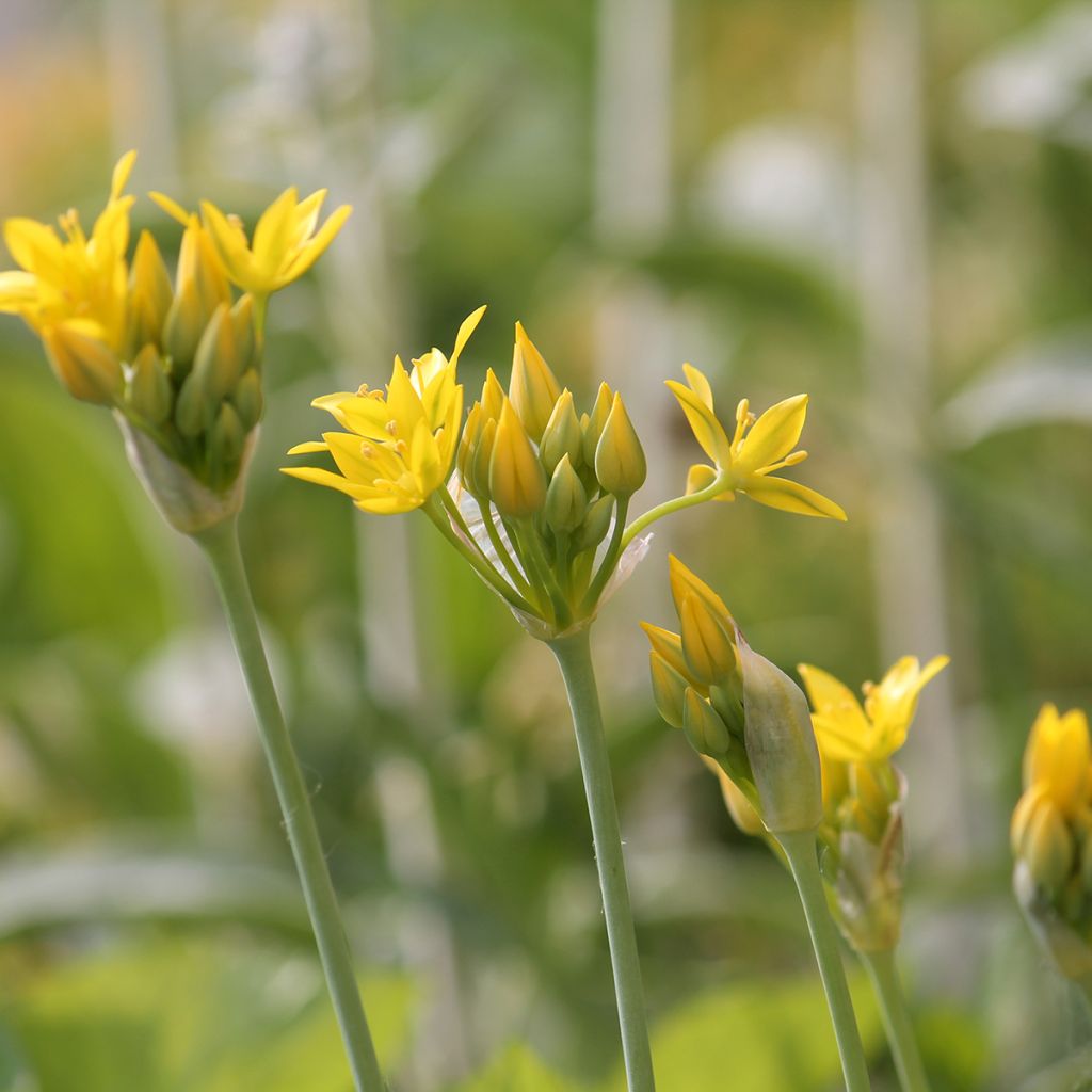 Keltalaukka - Allium moly