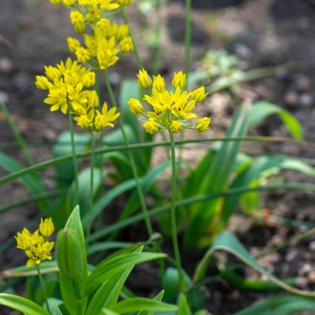 Keltalaukka - Allium moly