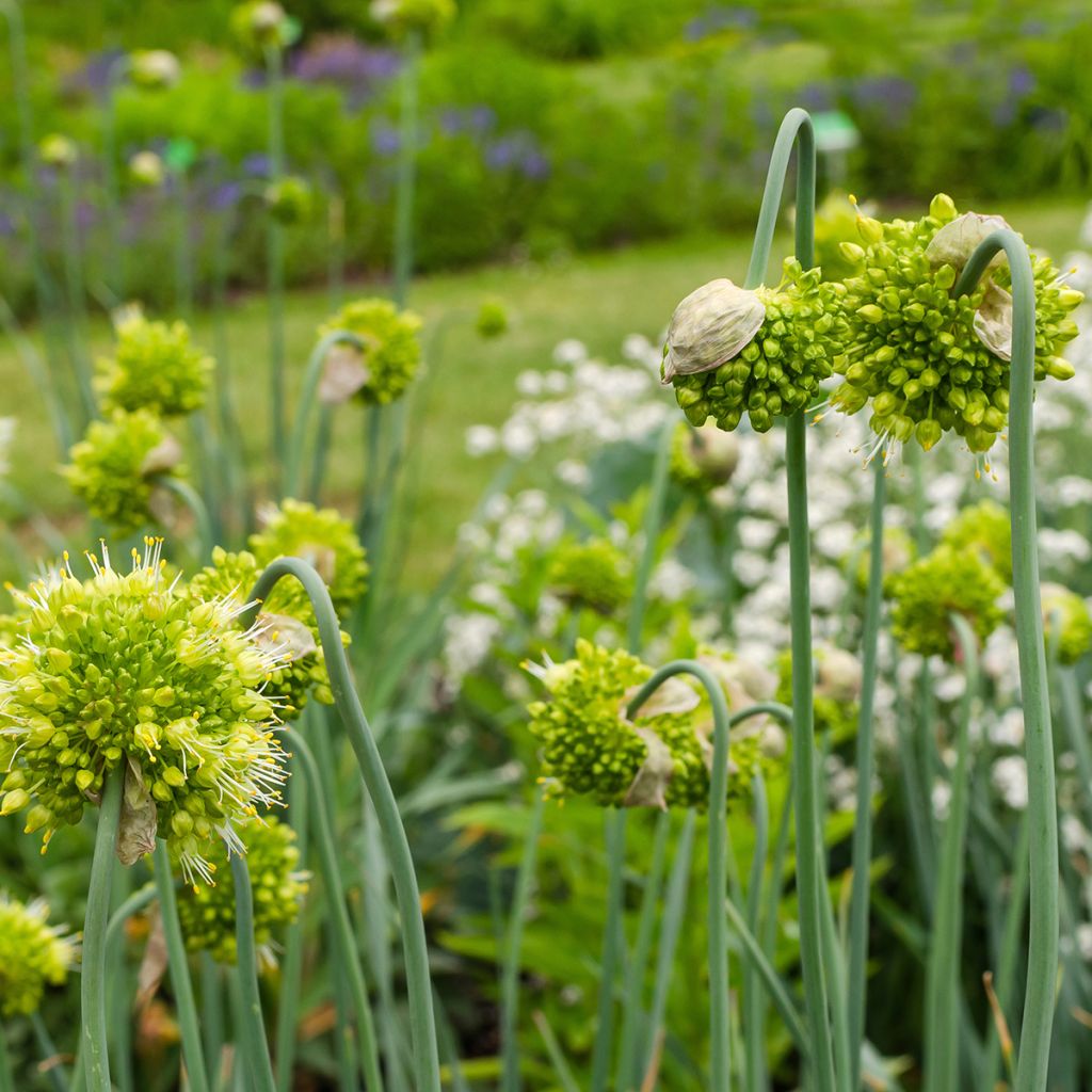Siperianlaukka - Allium obliquum