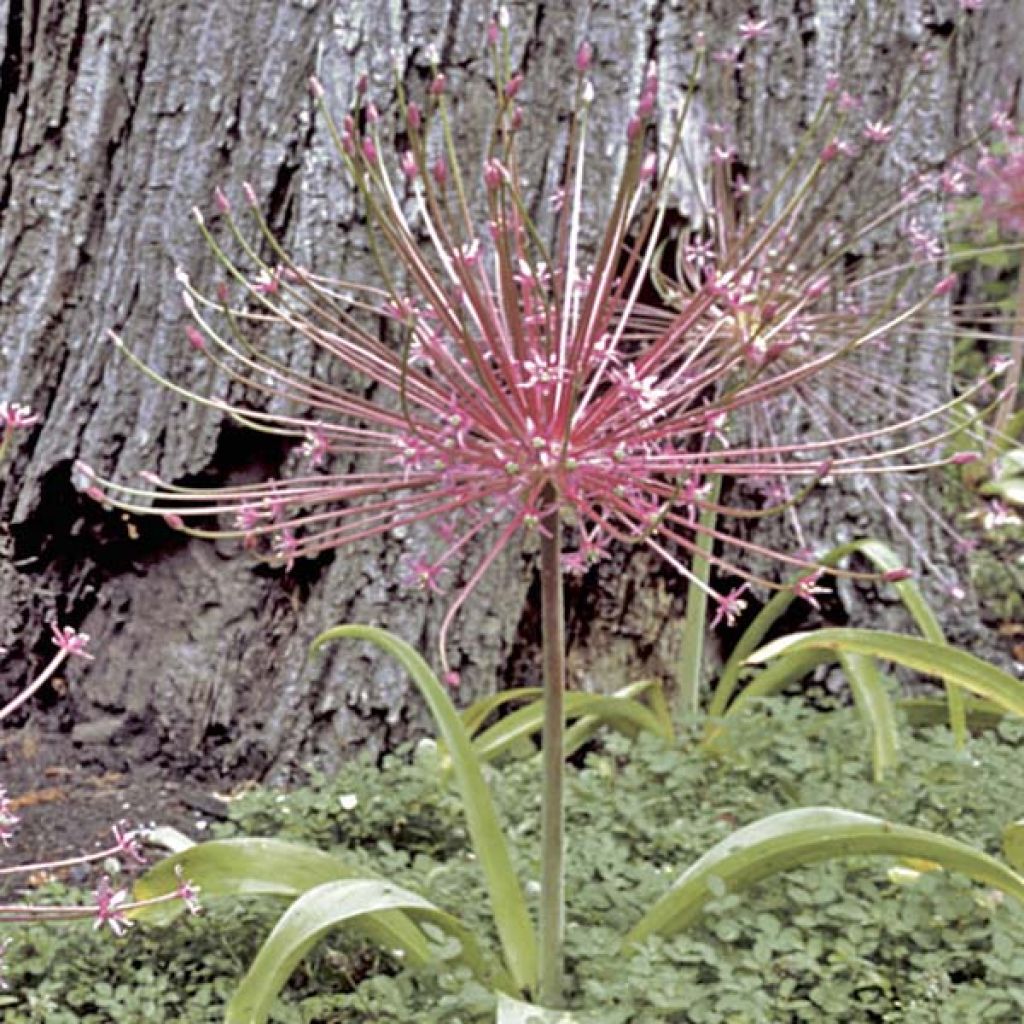 Palestiinanlaukka - Allium schubertii