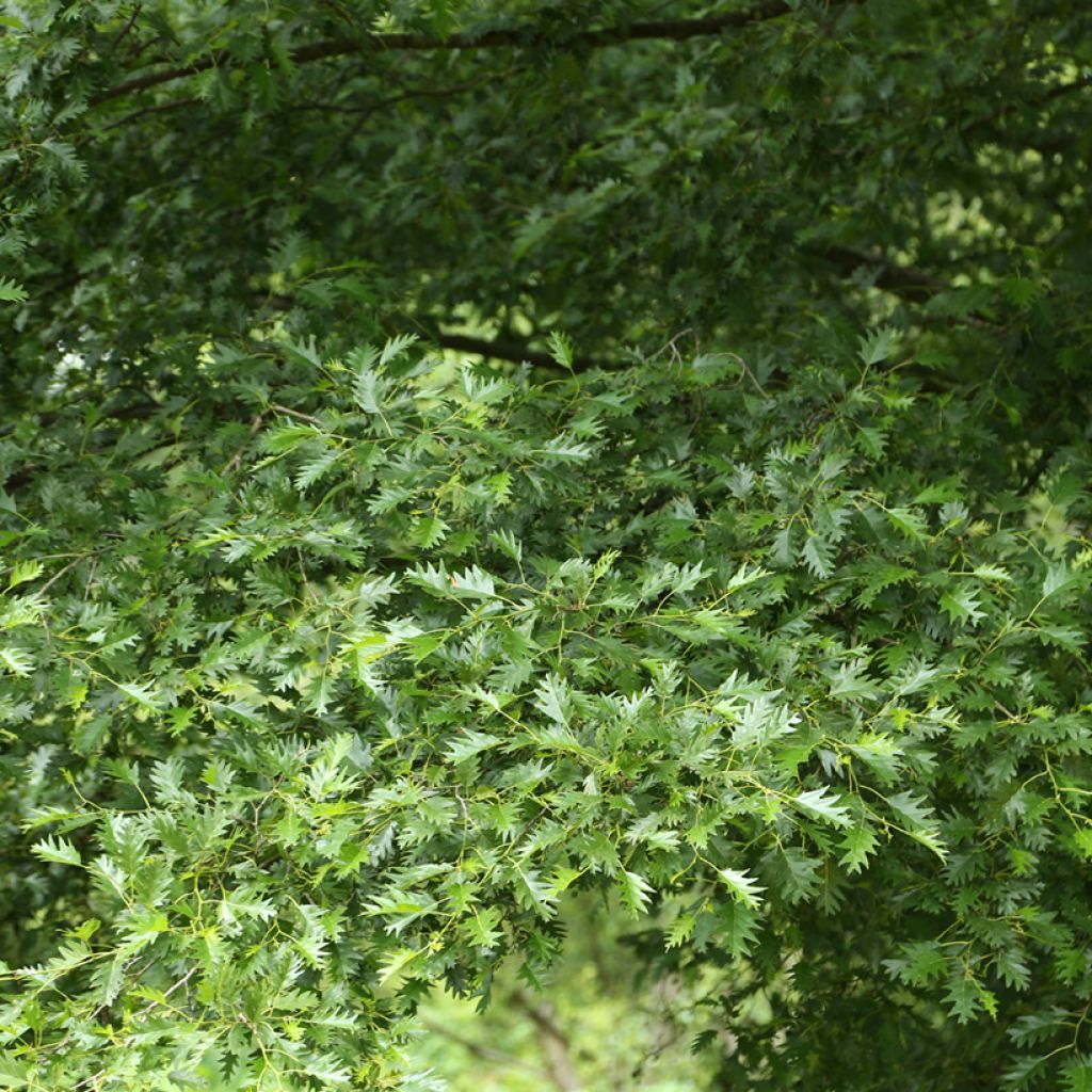 Tervaleppä Laciniata - Alnus glutinosa