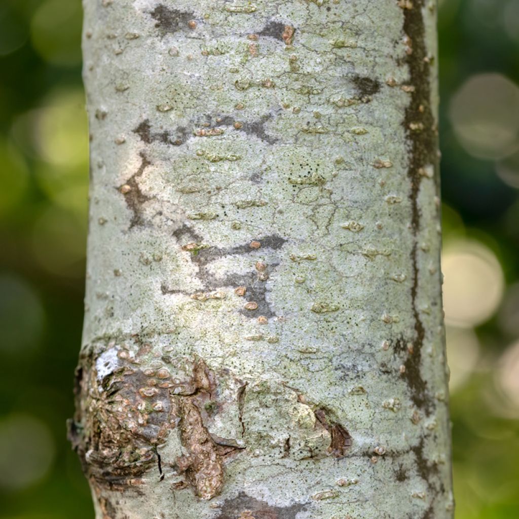 Tervaleppä Laciniata - Alnus glutinosa