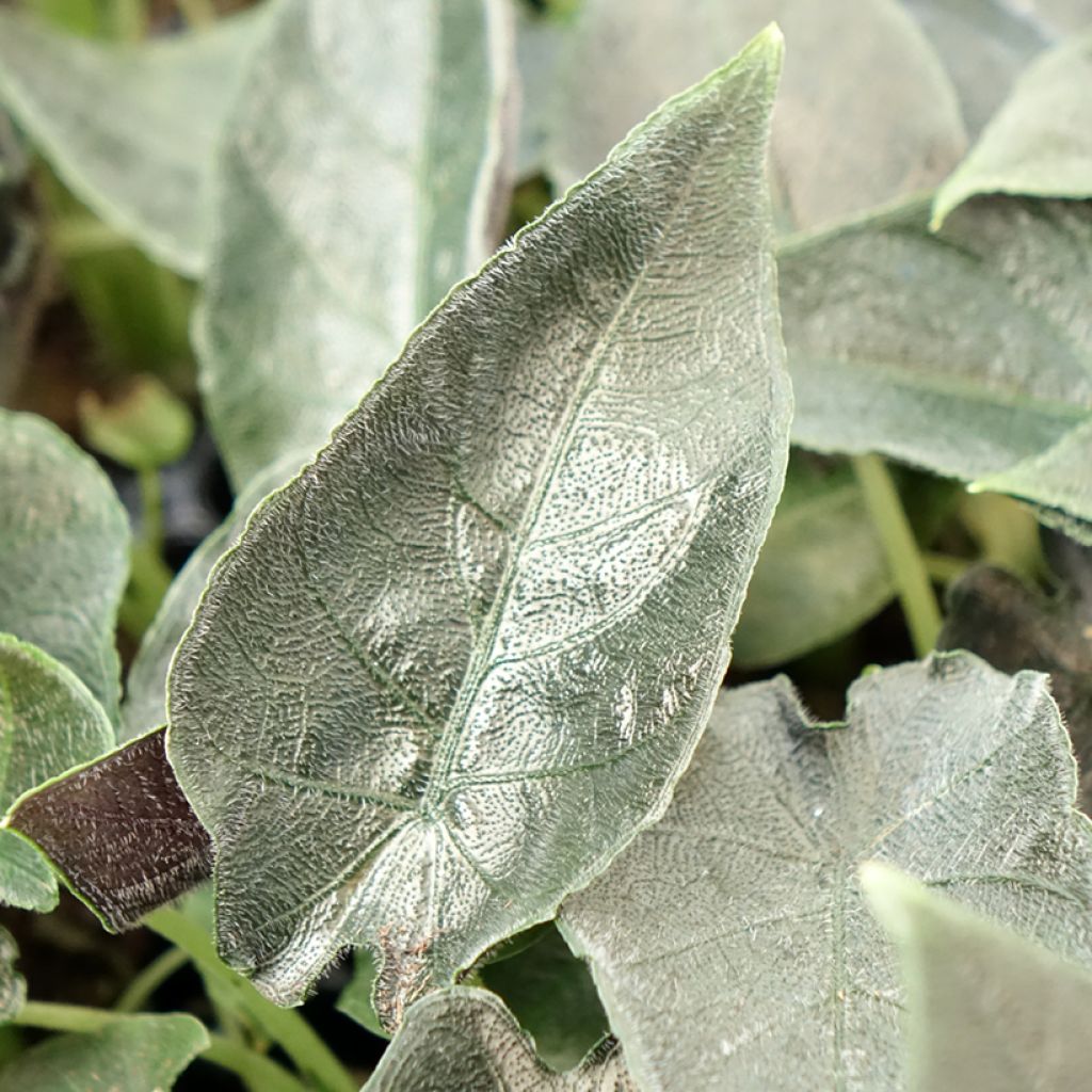 Alokasia Antoro Velvet
