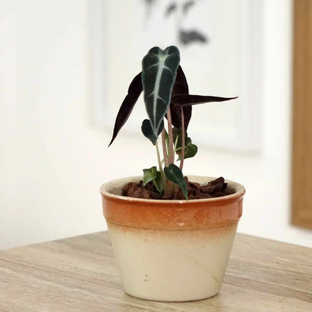 Alokasia Bambino