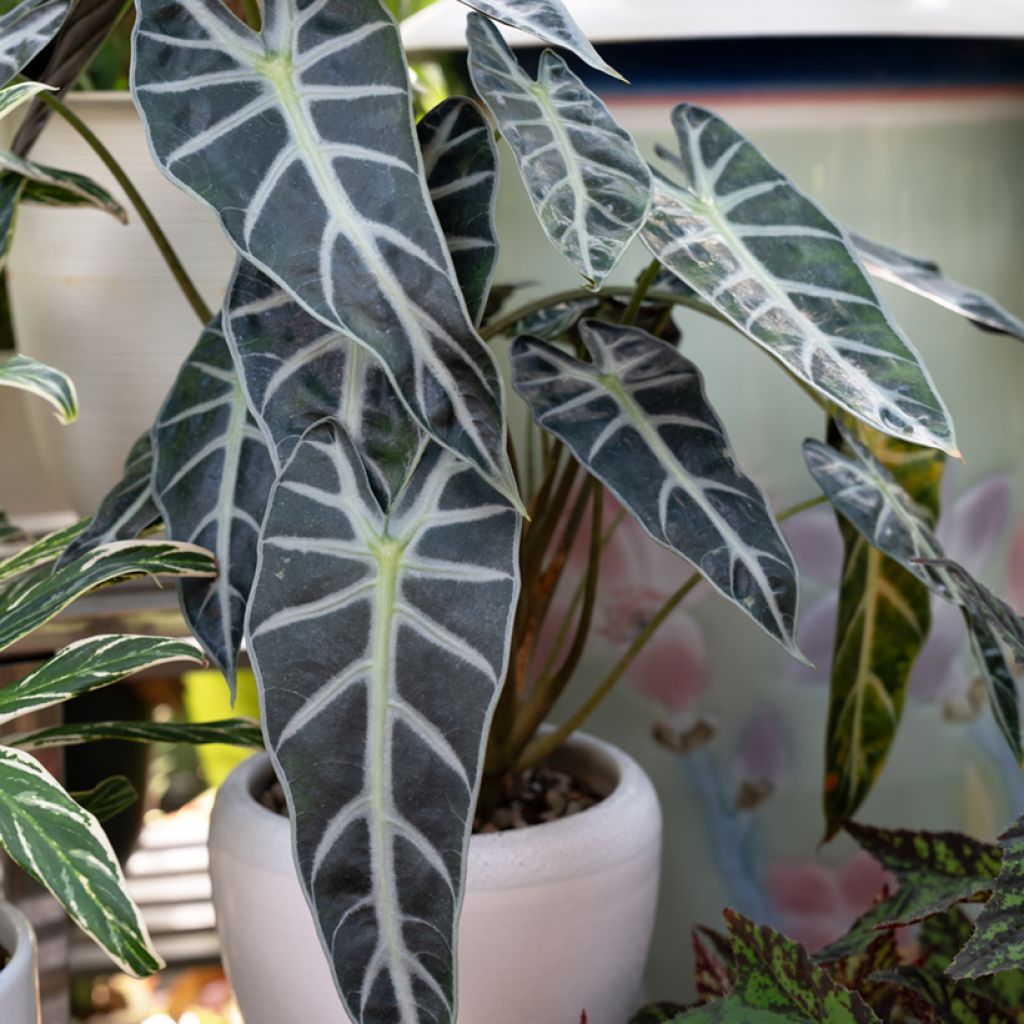 Alokasia Bambino