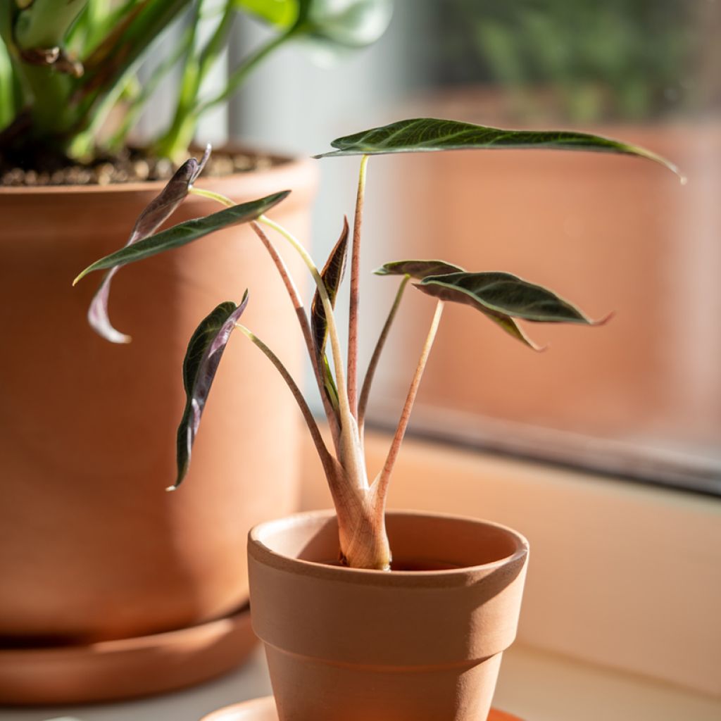 Alokasia Bambino