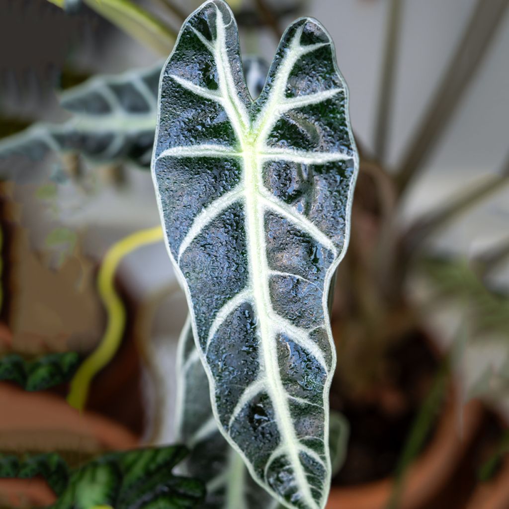 Alokasia Bambino