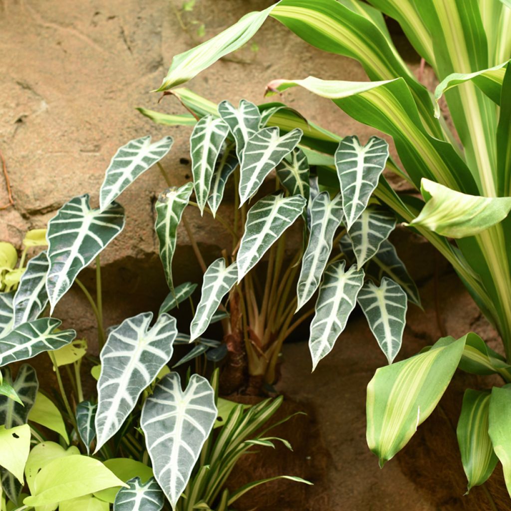 Alokasia Bambino