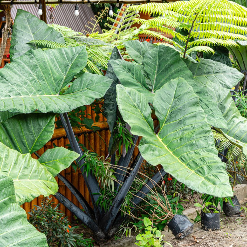 Jättialokasia Black Stem