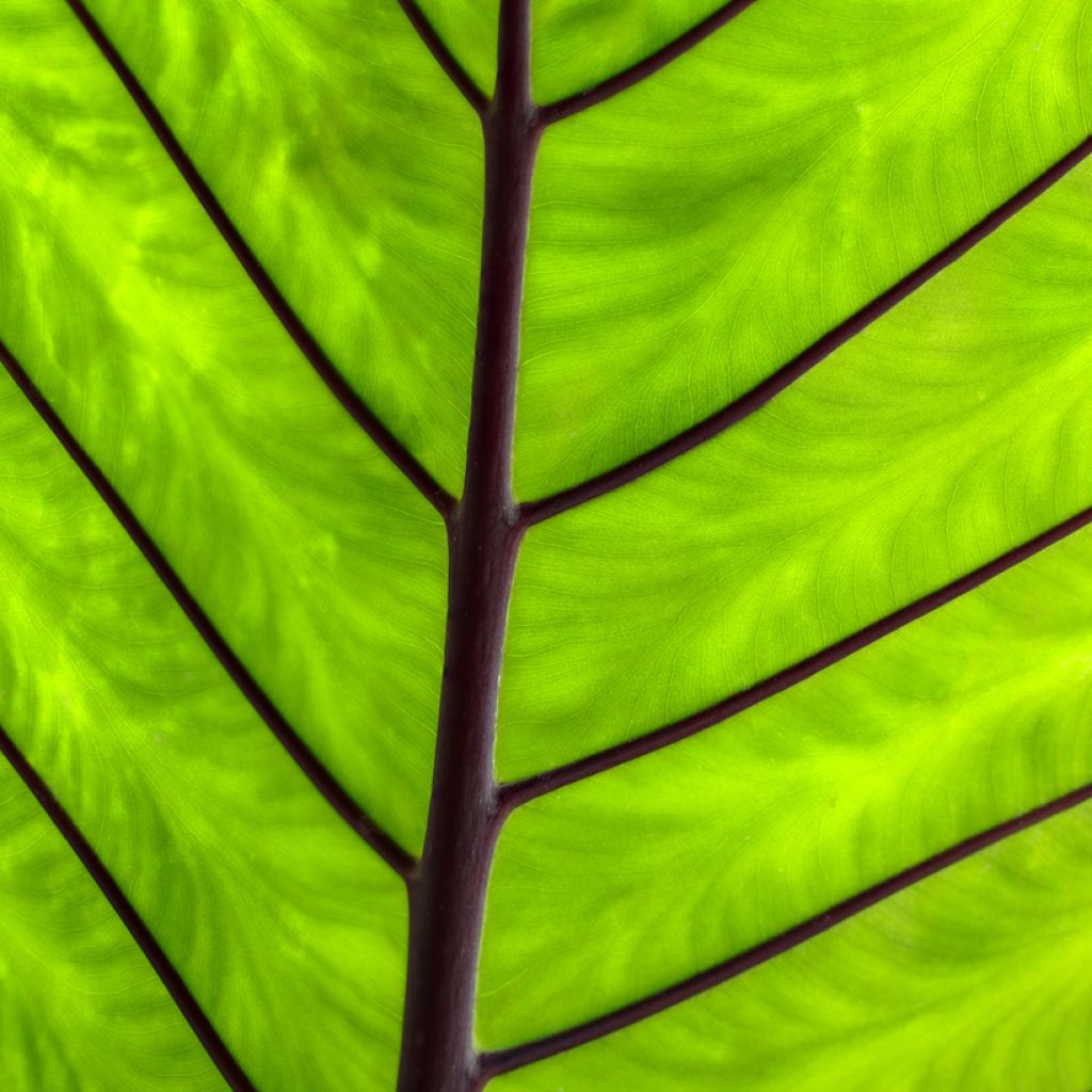 Jättialokasia Black Stem