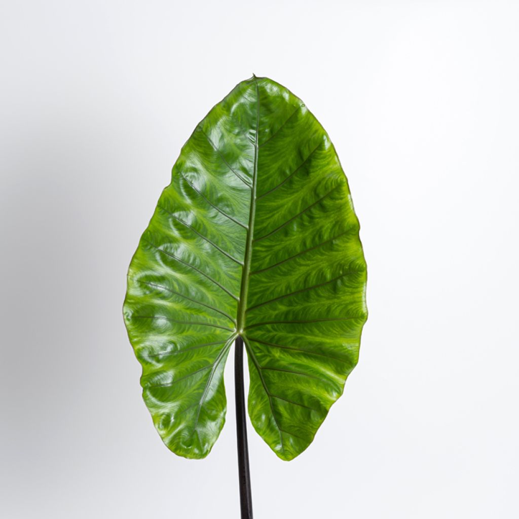 Jättialokasia Black Stem