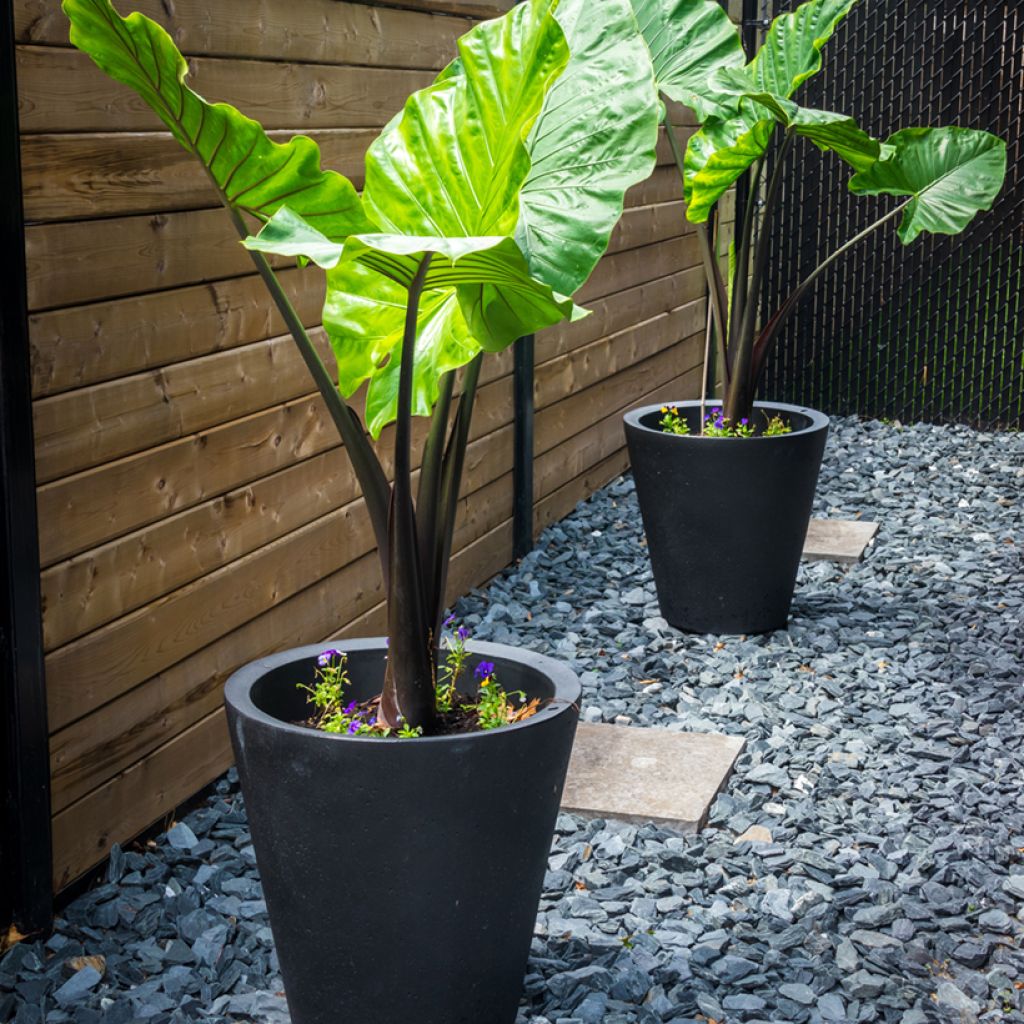 Jättialokasia Black Stem