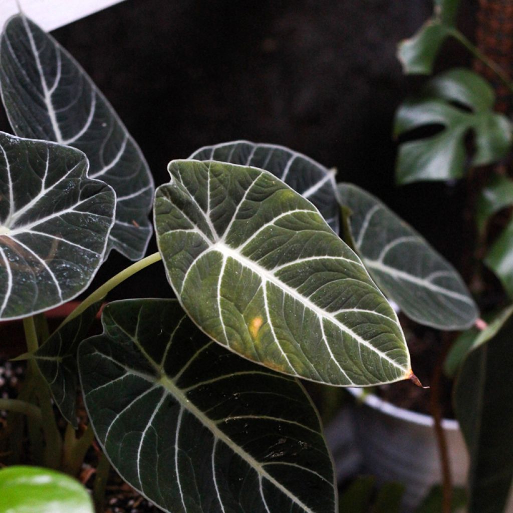Alokasia Black Velvet