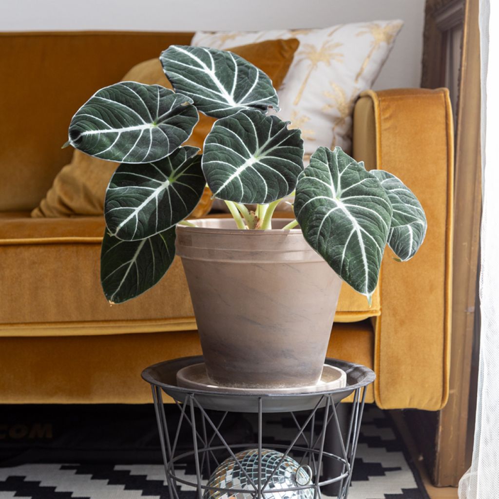 Alokasia Black Velvet