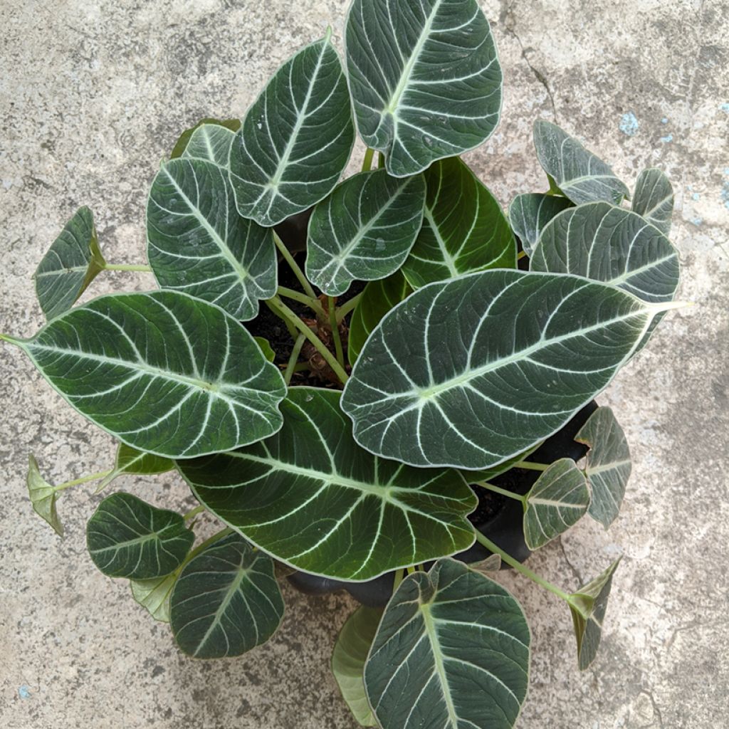 Alokasia Black Velvet
