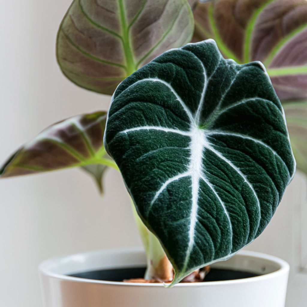 Alokasia Black Velvet