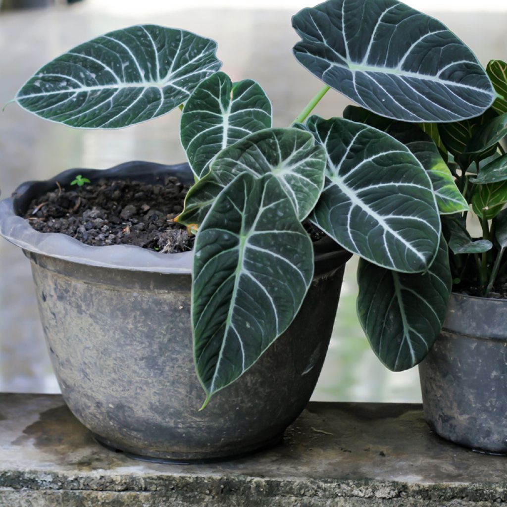 Alokasia Black Velvet