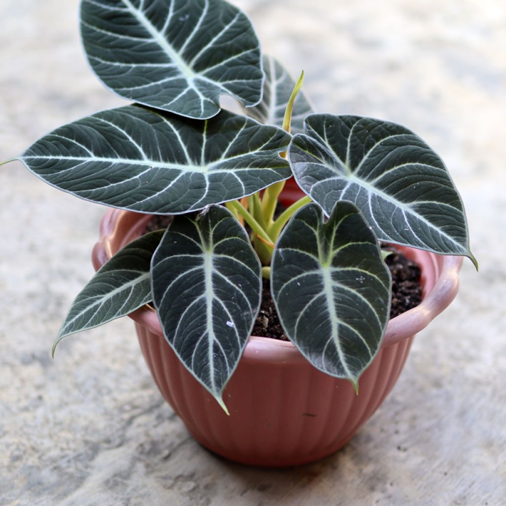 Alokasia Black Velvet